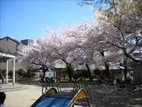 福島區 江成公園の櫻